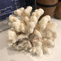 Cauliflower Coral