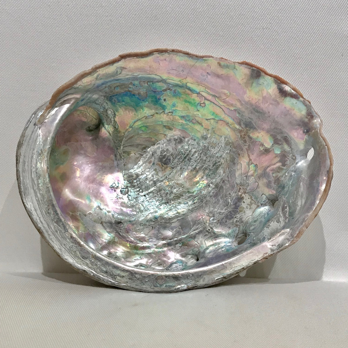 Natural Abalone Shell