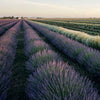 Natural Lavender Roller - Tension Blend